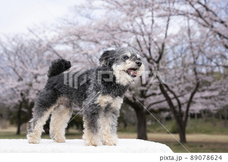 桜と笑顔のチワプーのコハク 桜と笑顔のチワプーのコハク 89078624
