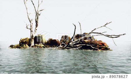 dead trees on the Pacific ocean rocks in fog 89078627