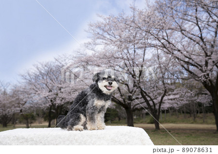 桜と笑顔のチワプーのコハク 桜と笑顔のチワプーのコハク 89078631