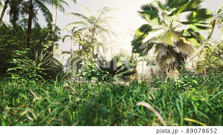 light ray in a Jungle rainforest 89078652