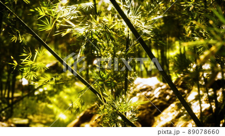 Green bamboo forest in Hawaii Green bamboo forest in Hawaii 89078660