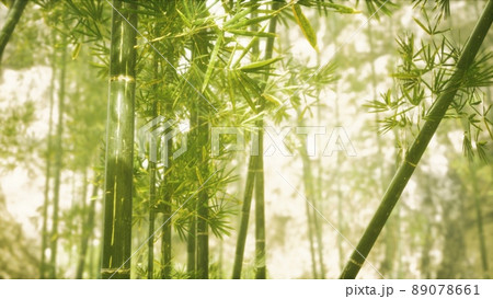 Asian Bamboo forest with sunlight 89078661