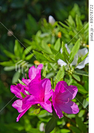 福井県総合グリーンセンター 福井県総合グリーンセンター 89078722