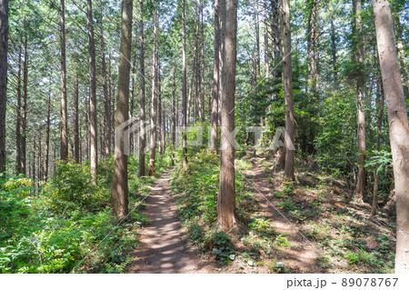 大高取山の登山道（武蔵おごせハイキングコース） 89078767