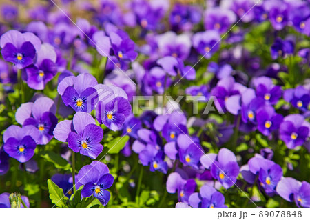 福井県総合グリーンセンター 89078848