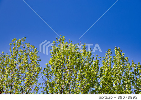 福井県総合グリーンセンター 89078895