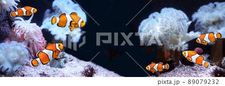 Sea anemone and clown fish in marine aquarium. Isolated on black background. Horizontal banner with tropical fis 89079232