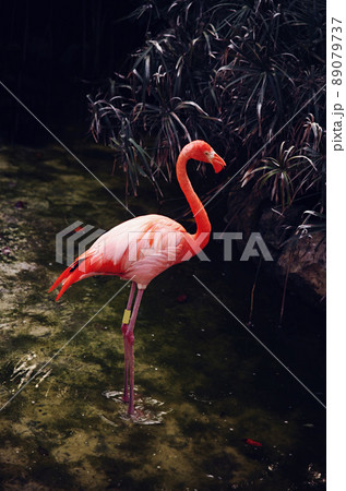 pink flamingo in water 89079737