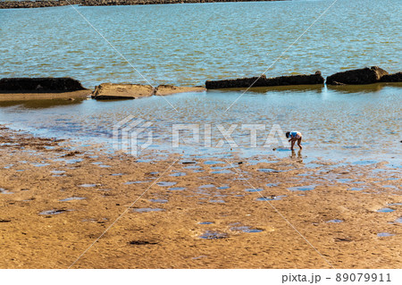砂浜で海の生き物を探す子供	 89079911