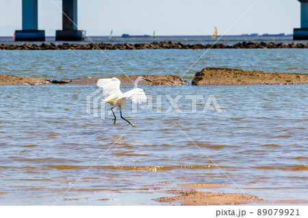海辺で羽ばたく一羽のシラサギ 89079921