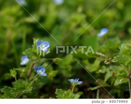 星の瞳の青い花(公園の花壇で咲いたオオイヌフグリ) 星の瞳の青い花(公園の花壇で咲いたオオイヌフグリ) 89079969
