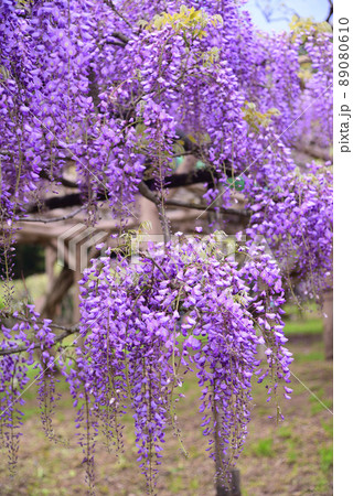 満開のフジ(藤)の花 89080610