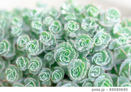 ミセバヤの若葉 89080690