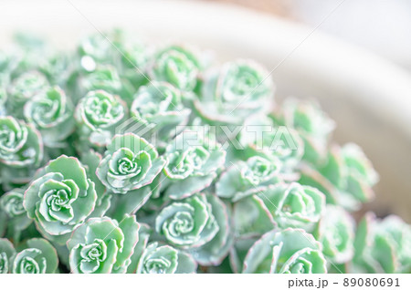 ミセバヤの若葉 ミセバヤの若葉 89080691