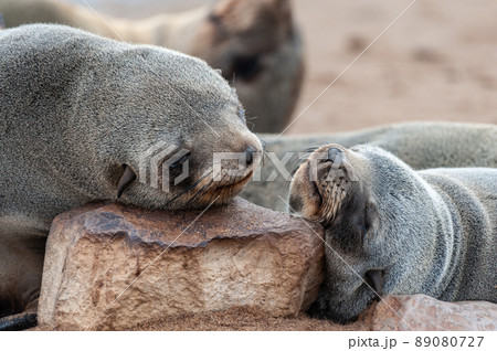 Seal colony at the Skeleton Coast Seal colony at the Skeleton Coast 89080727