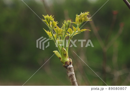 タラの芽 89080807