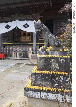 黄色い身代わりの虎が取り巻く狛虎【多聞院】／埼玉県所沢市 89081379