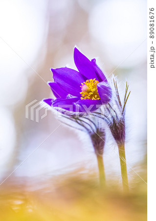 Flower - Pulsatilla patens bloom close up, rendangered flower Flower - Pulsatilla patens bloom close up, rendangered flower 89081676