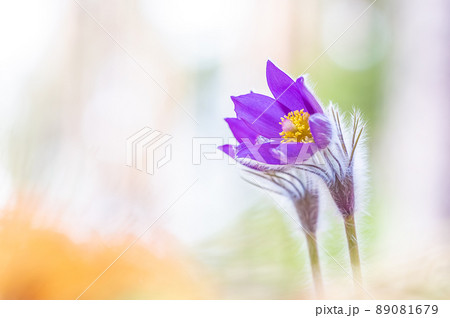 Flower - Pulsatilla patens bloom close up, rendangered flower Flower - Pulsatilla patens bloom close up, rendangered flower 89081679