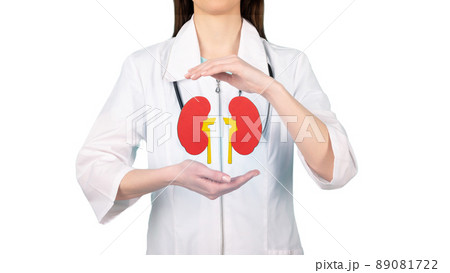 Doctor hands holding kidneys shape. Health care, medical insurance concept. Doctor hands holding kidneys shape. Health care, medical insurance concept. 89081722