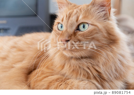 見つめる猫 茶トラ猫 見つめる猫 茶トラ猫 89081754