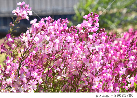 リナリア（姫金魚草） 89081780