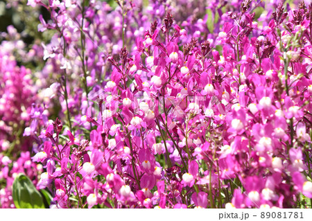 リナリア(姫金魚草) リナリア(姫金魚草) 89081781