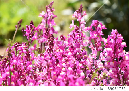 リナリア（姫金魚草） 89081782