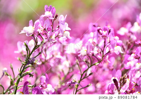 リナリア（姫金魚草） 89081784