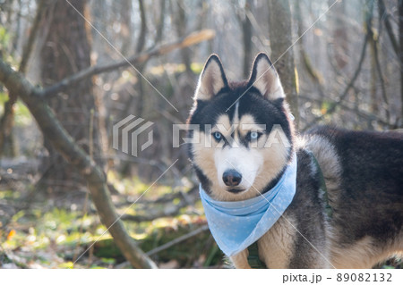 Husky portrait in backlight. A dog with blue eyes and a blue scarf. Husky in the forest in the sun. Dog muzzle close-up. Siberian Husky looking at the camera 89082132