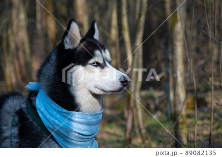 Husky portrait. A dog with blue eyes and a blue scarf. Husky in the forest. Dog muzzle close-up. There is space for text Husky portrait. A dog with blue eyes and a blue scarf. Husky in the forest. Dog muzzle close-up. There is space for text 89082135