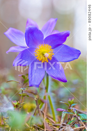 Flower - Pulsatilla patens bloom close up, rendangered flower Flower - Pulsatilla patens bloom close up, rendangered flower 89082446