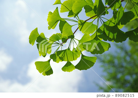 イチョウの新緑 89082515