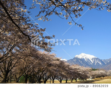 山梨県 甲斐駒ヶ岳と蕪の桜並木 4月 山梨県 甲斐駒ヶ岳と蕪の桜並木 4月 89082659