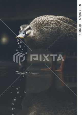 水を飲むも口から漏れている鴨（オス） 89083110