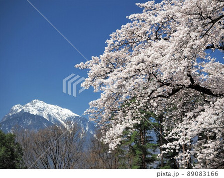 山梨県 甲斐駒ヶ岳と清春芸術村の桜 4月 山梨県 甲斐駒ヶ岳と清春芸術村の桜 4月 89083166