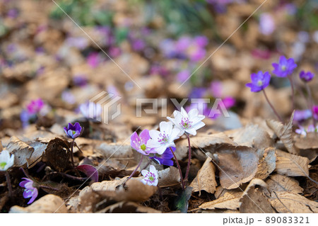 ユキワリソウ4 89083321