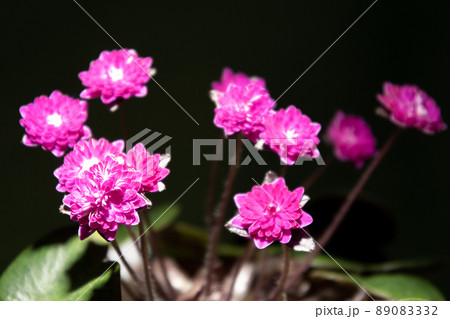 ユキワリソウ10 ユキワリソウ10 89083332