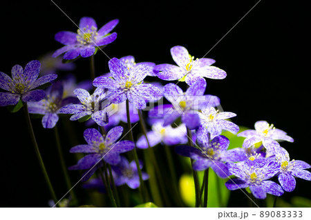 ユキワリソウ11 ユキワリソウ11 89083333