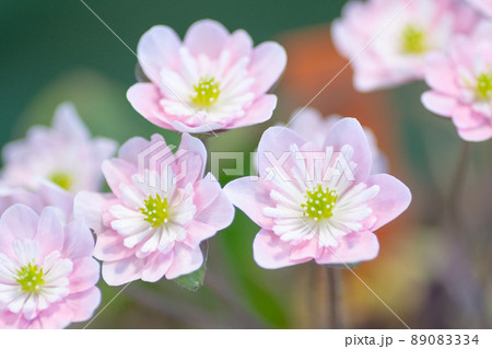 ユキワリソウ12 ユキワリソウ12 89083334