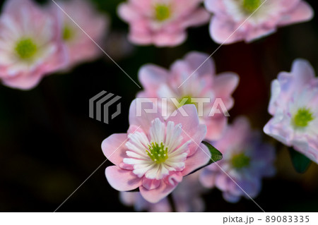 ユキワリソウ13 ユキワリソウ13 89083335