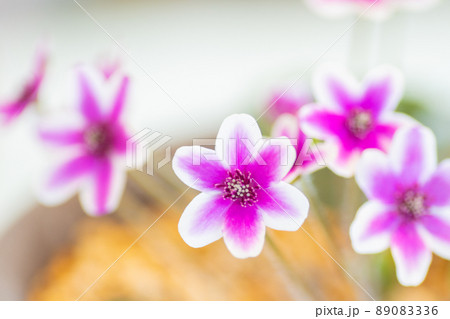 ユキワリソウ14 89083336