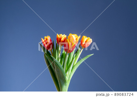 red and yellow tulips on blue background red and yellow tulips on blue background 89083724