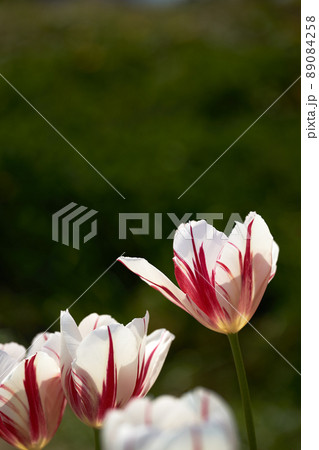 赤い模様の入ったチューリップの花弁と花びらを透けてくる光 89084258