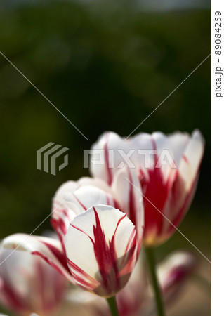 赤い模様の入ったチューリップの花弁と花びらを透けてくる光 89084259