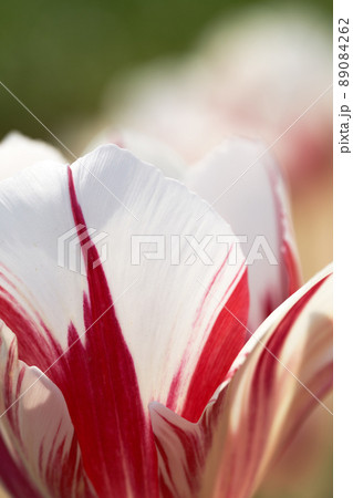 赤い模様の入ったチューリップの花弁と花びらを透けてくる光 赤い模様の入ったチューリップの花弁と花びらを透けてくる光 89084262