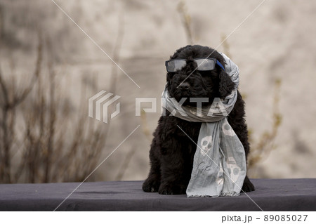 Russian black terrier wearing scarf and sunglasses 89085027