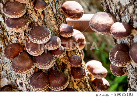 シイタケ栽培4 89085192