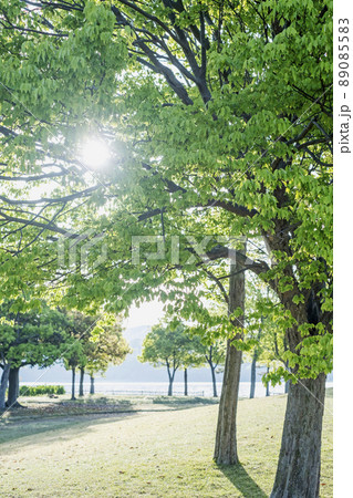 朝の公園　木漏れ日の散歩 89085583