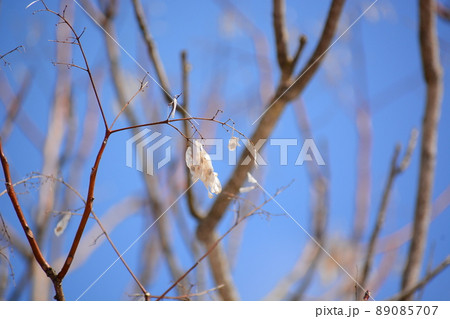 神樹 神樹 89085707